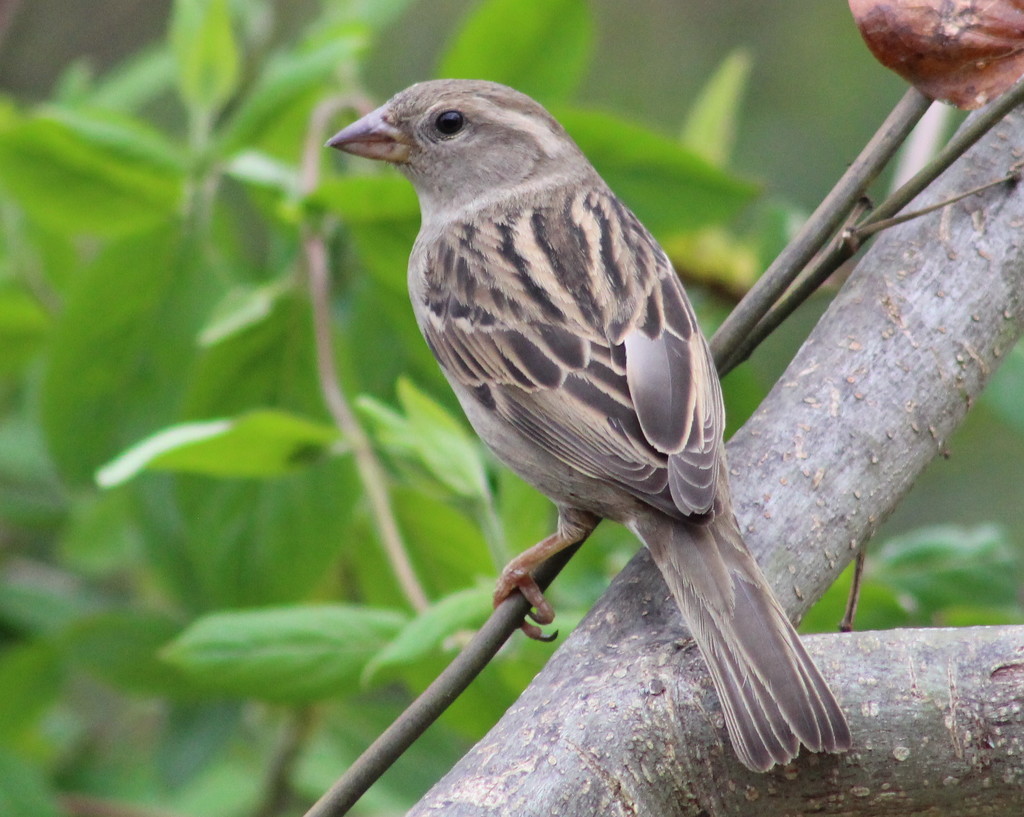 Sparrow by cjwhite