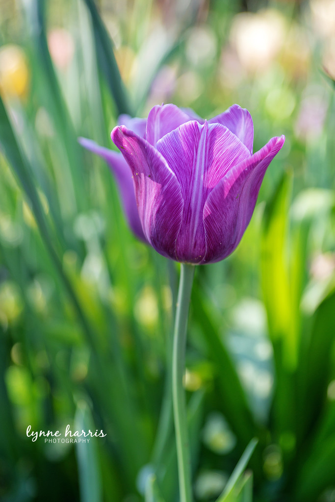 Purple Tulip by lynne5477
