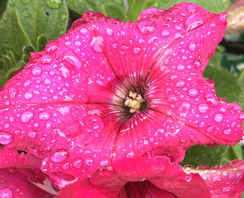 Pink petunia puddle by homeschoolmom