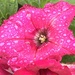 Pink petunia puddle by homeschoolmom