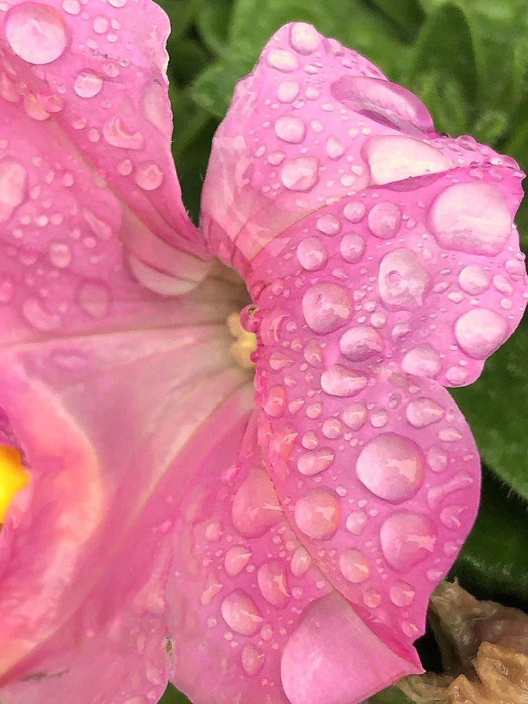 Pink petunia in the rain by homeschoolmom