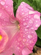 5th Apr 2019 - Pink petunia in the rain
