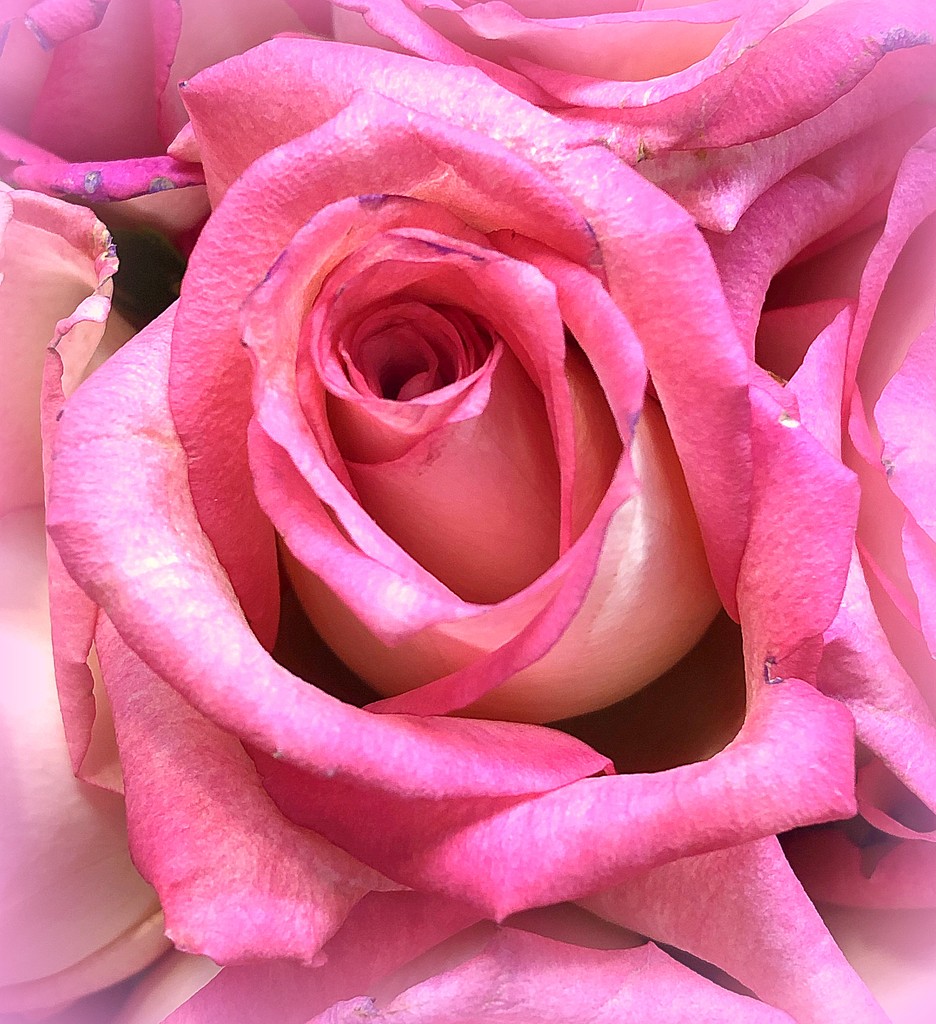 Pink rose by homeschoolmom