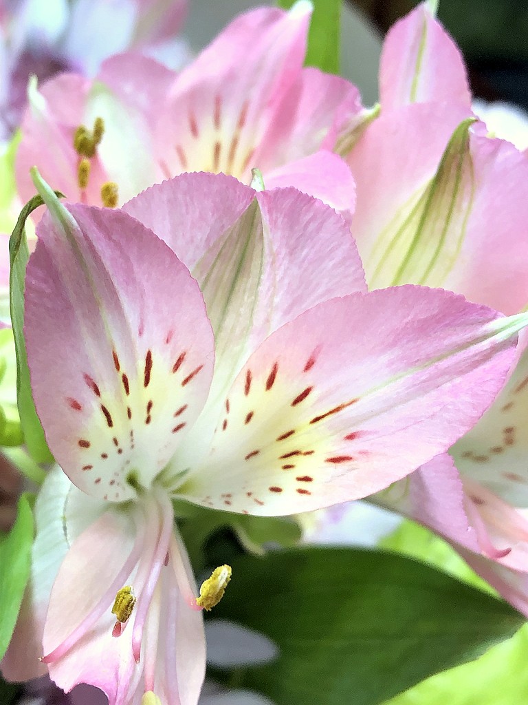Pink lily petals by homeschoolmom