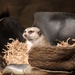 Meerkat In A Nest by randy23
