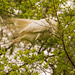 Egret Still Gathering Twigs! by rickster549