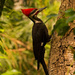 Pileated Woodpecker at a Standstill! by rickster549