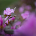 Spring Flowers by tina_mac