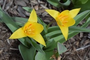 5th Apr 2019 - 2 Tulips