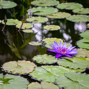 6th Apr 2019 - Water Lily