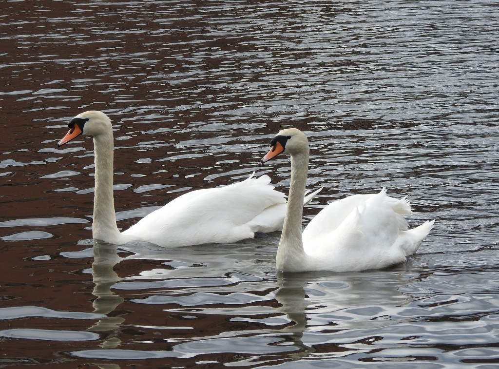 Swans on The Canal by oldjosh
