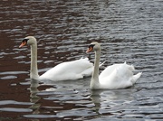 5th Apr 2019 - Swans on The Canal