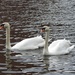 Swans on The Canal by oldjosh