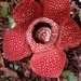 Rafflesia by kjarn