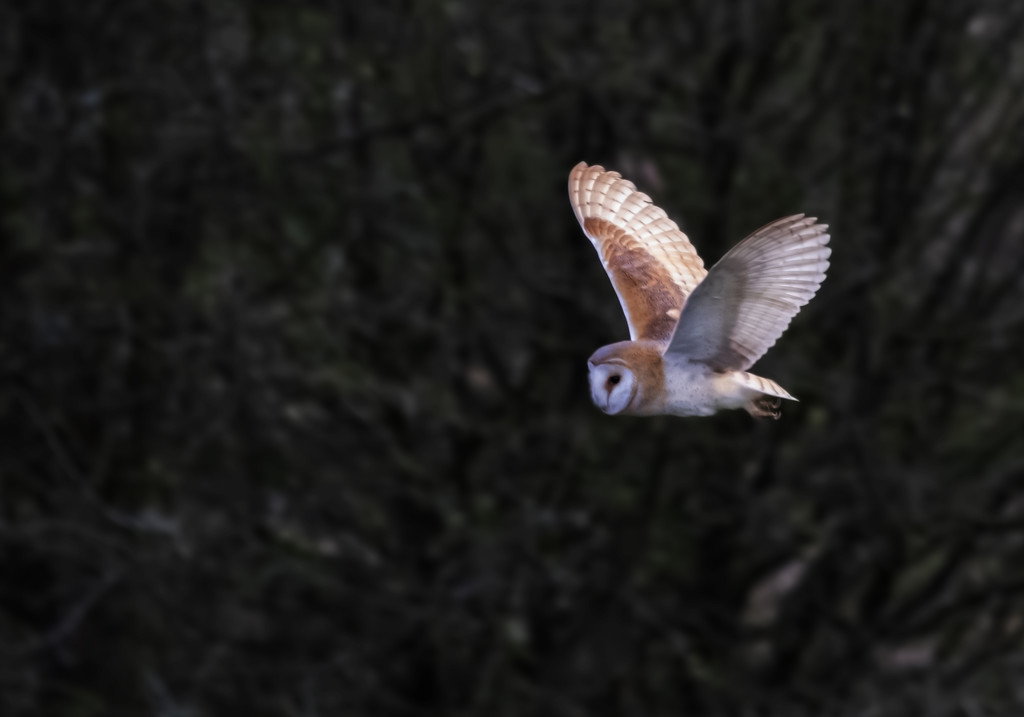 Hunting Barn Owl  by shepherdmanswife