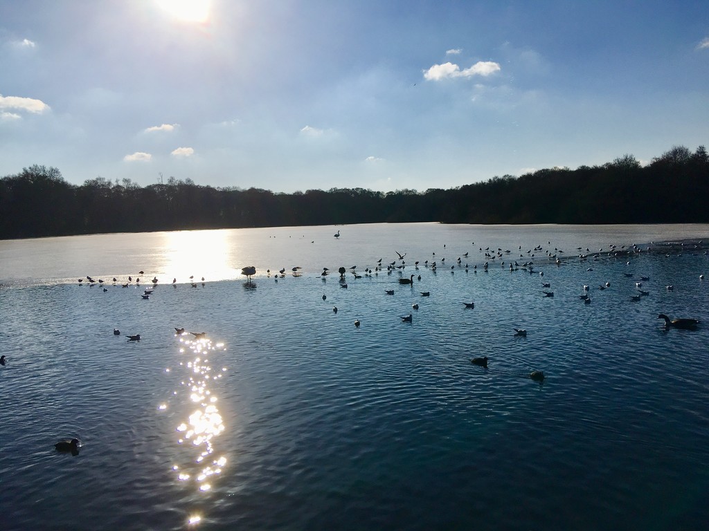 A chilly Wyndley Pool in Sutton Park by moominmomma