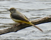 6th Apr 2019 - Not a yellow wagtail