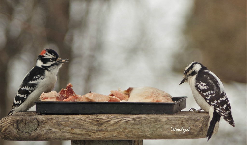 Dinner for 2 by radiogirl