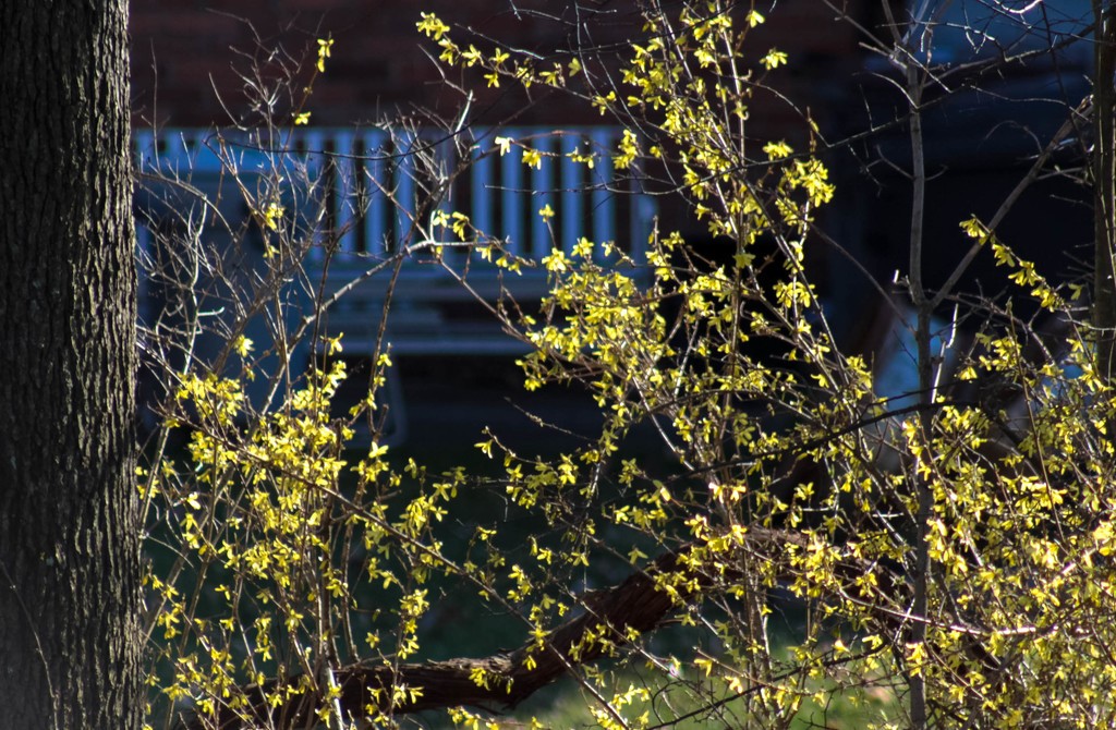 The forsythia is in bloom by mittens