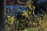 6th Apr 2019 - The forsythia is in bloom
