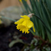 Daffodil 2 by loweygrace
