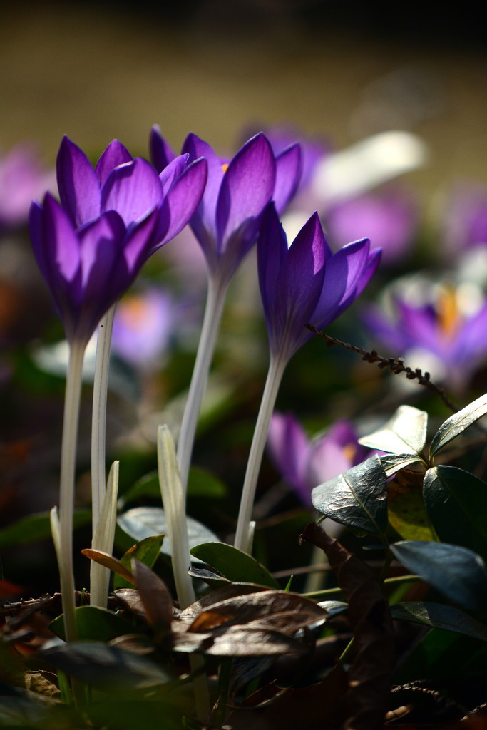 Purple Spring by jayberg