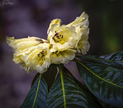 6th Apr 2019 - Close Up of Himalayan Rhododendron Bloom