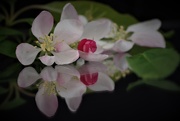 6th Apr 2019 - Cherry Blossom
