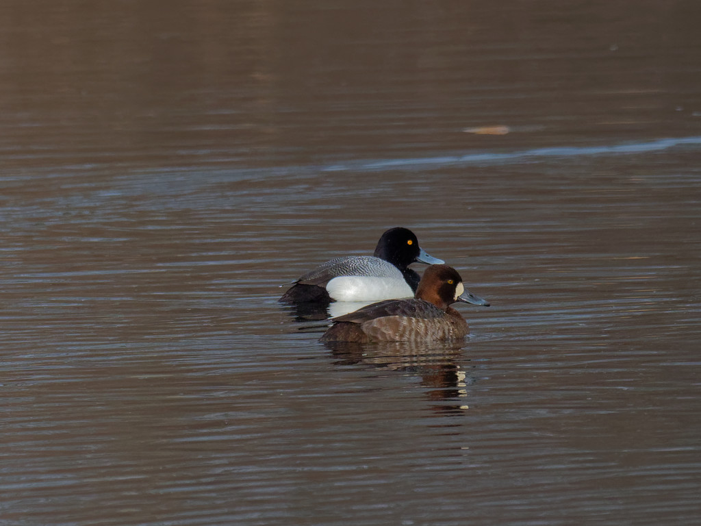Lesser scaup by rminer