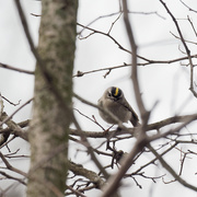 6th Apr 2019 - Yellow mohawk bird