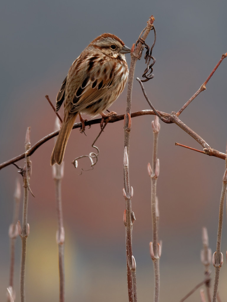 song sparrow postcard by rminer