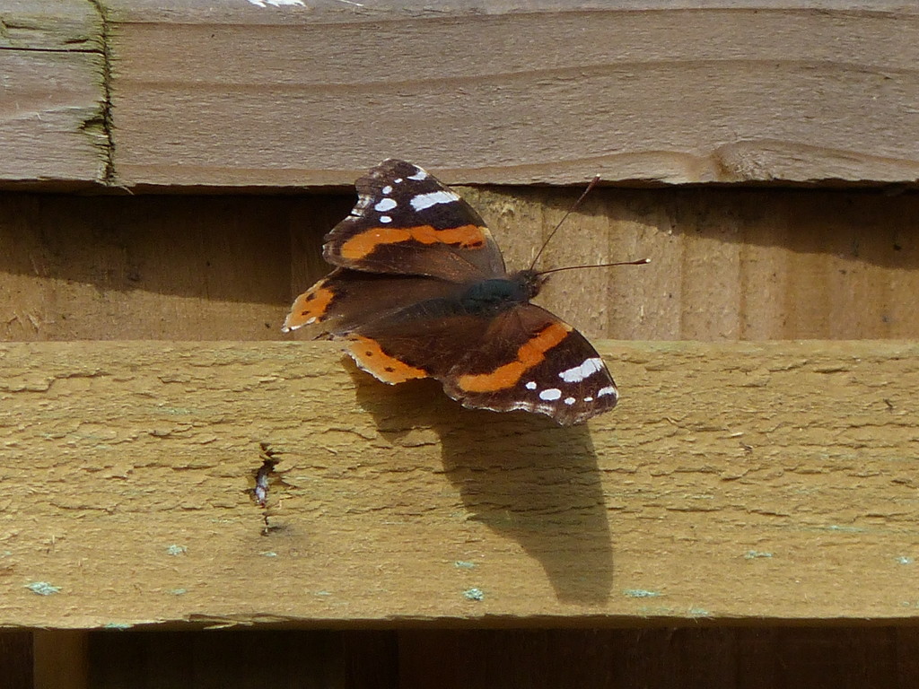 The First Red Admiral by susiemc