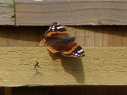 6th Apr 2019 - The First Red Admiral