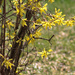 Forsythia by mittens