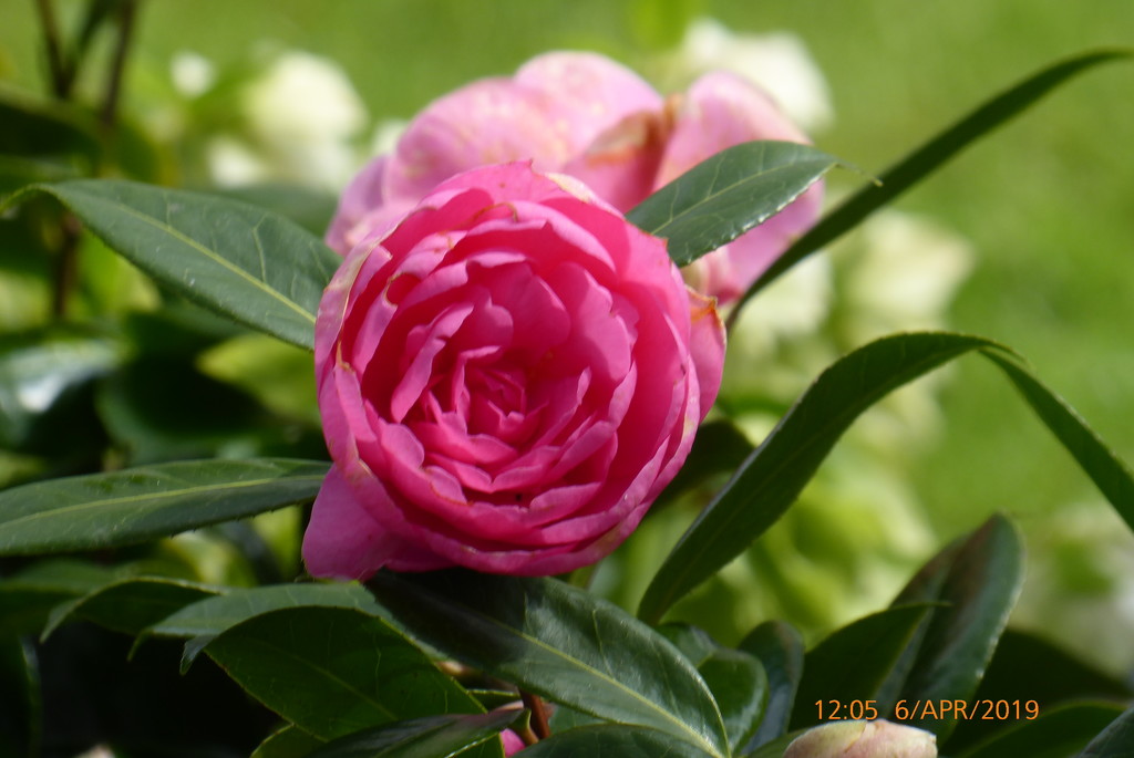 Pink  Camellia ... by snowy
