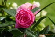 6th Apr 2019 - Pink  Camellia ...