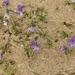 flowers in the dunes by marijbar