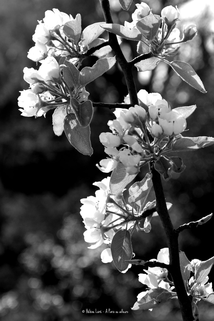 Pear blossom by parisouailleurs