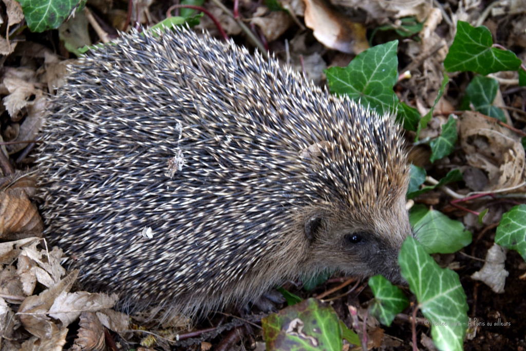 hedgehog by parisouailleurs