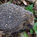 hedgehog by parisouailleurs