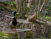 6th Apr 2019 - Mallard Ducks