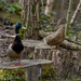 Mallard Ducks by pcoulson