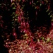 Fuchsia dripping by maggiemae