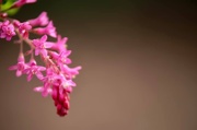 6th Apr 2019 - Unknown Pink Flower 