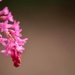 Unknown Pink Flower  by phil_sandford