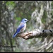 Illuminating Western Bluebird... by soylentgreenpics