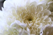 6th Apr 2019 - White Flower