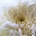 White Flower by carole_sandford