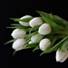 White Tulips by carole_sandford