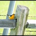 Oriole "On The Fence" ... by soylentgreenpics